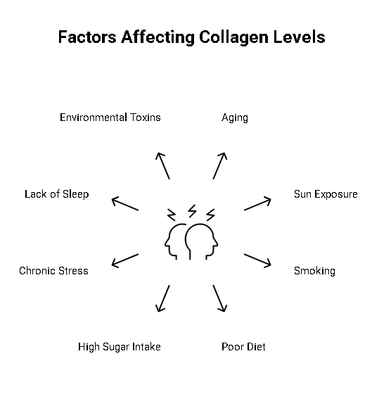 Factors Affecting Collagen Levels